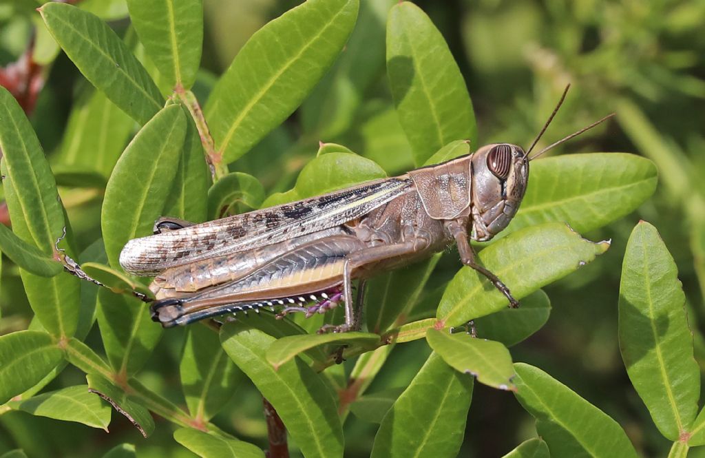 Eyprepochnemis plorans - Acrididae Sicilia